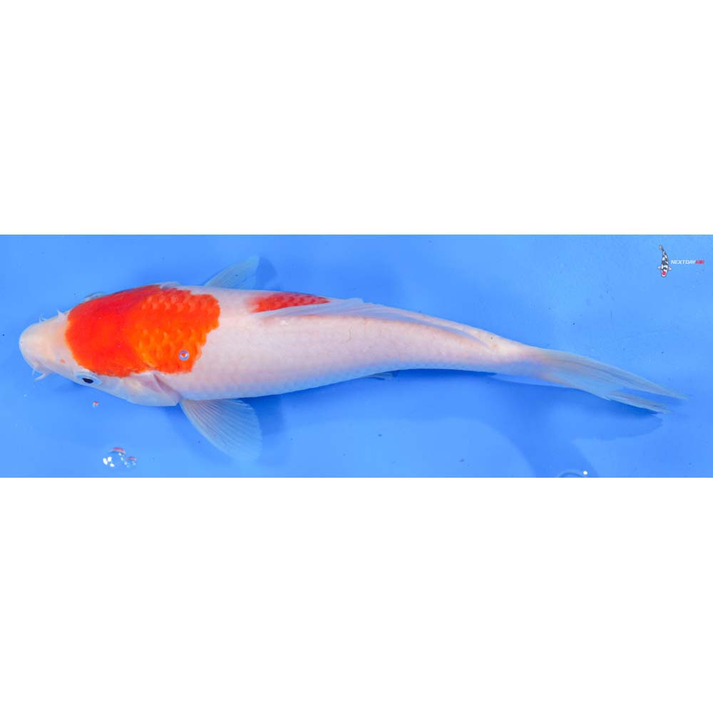 9” Imported Kohaku