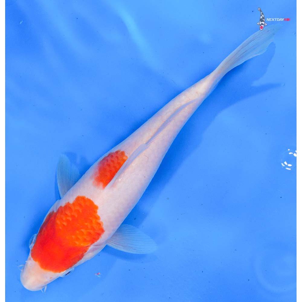 9” Imported Kohaku