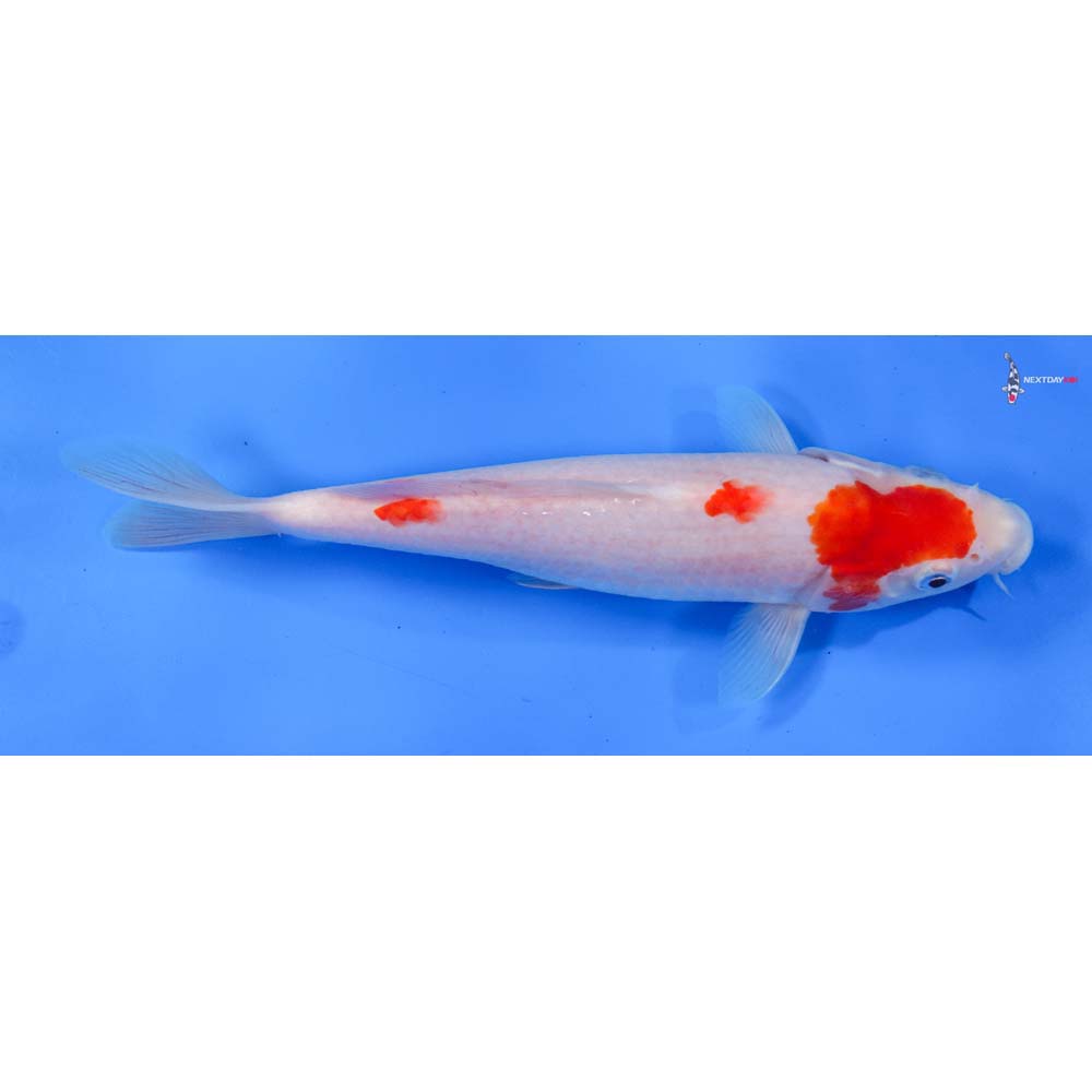 9” Imported Kohaku