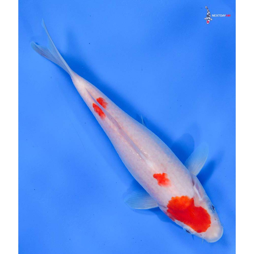 9” Imported Kohaku