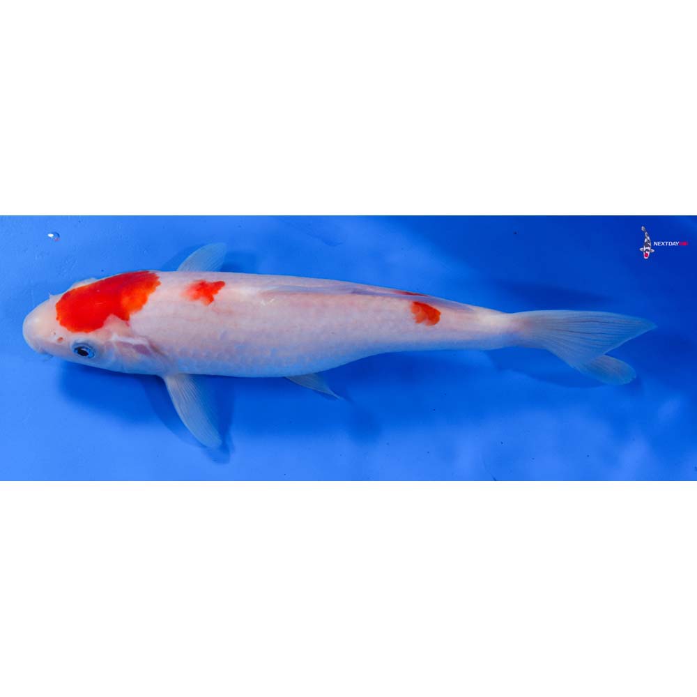 9” Imported Kohaku