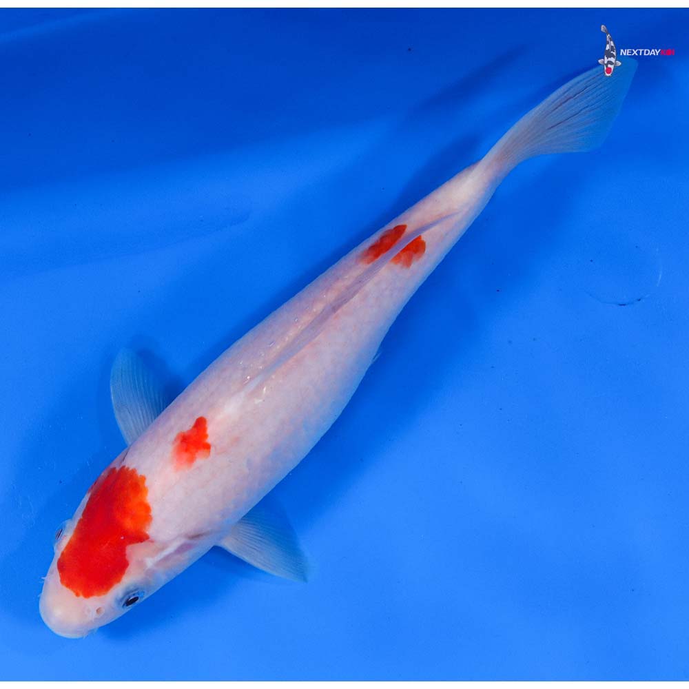 9” Imported Kohaku