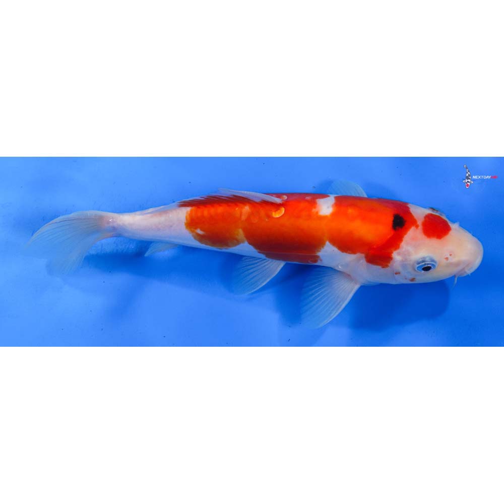 9” Imported Doitsu Sanke