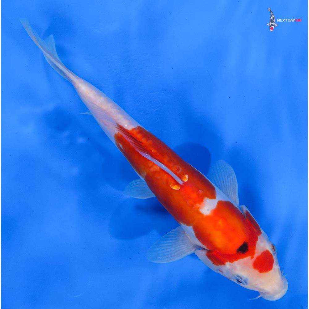 9” Imported Doitsu Sanke