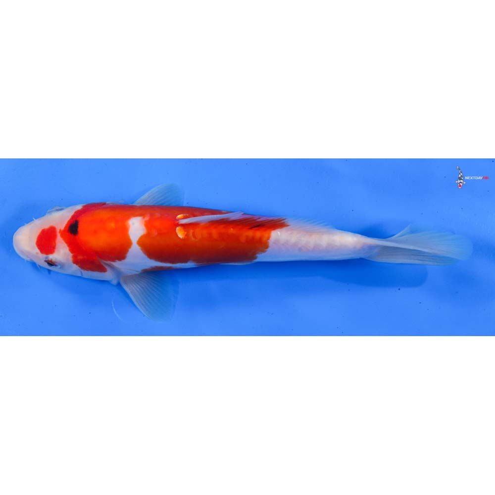 9” Imported Doitsu Sanke