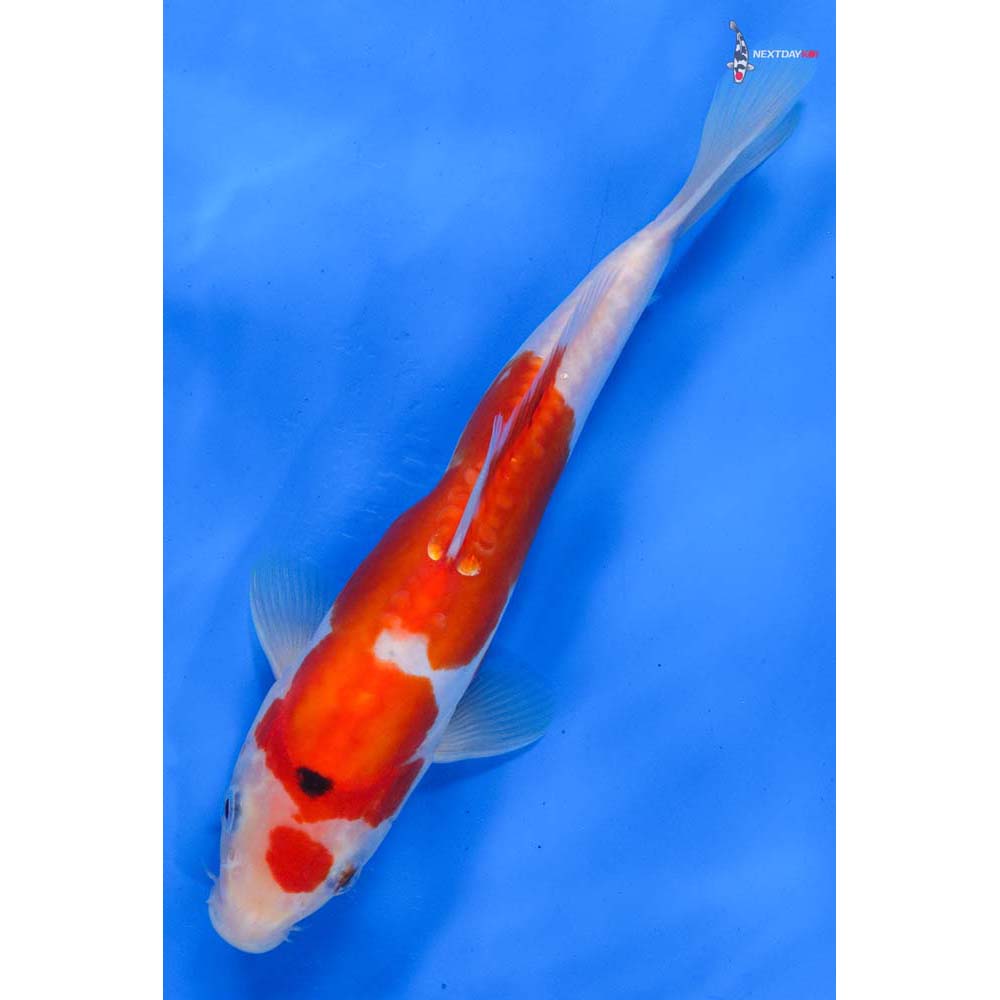 9” Imported Doitsu Sanke
