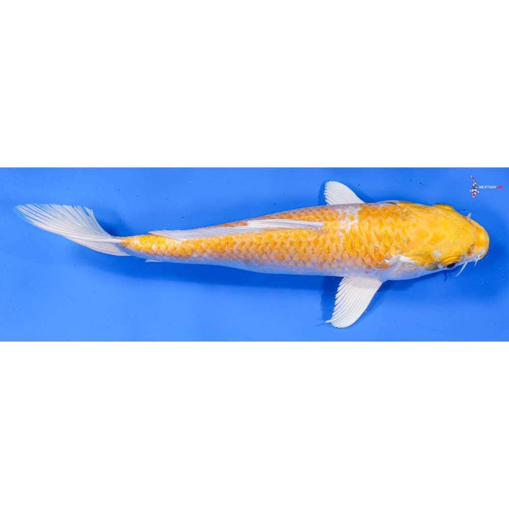 9” Imported Lemon Hariwake