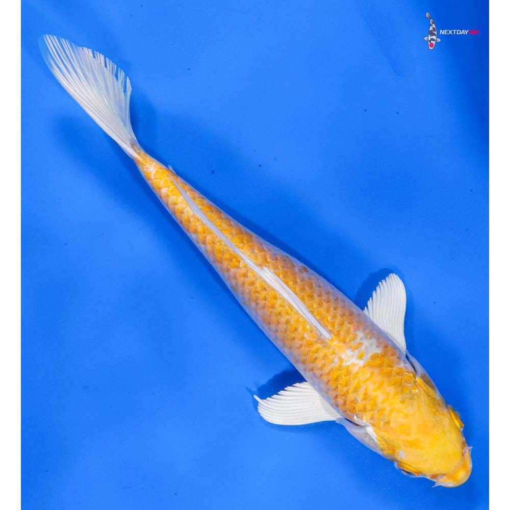 9” Imported Lemon Hariwake