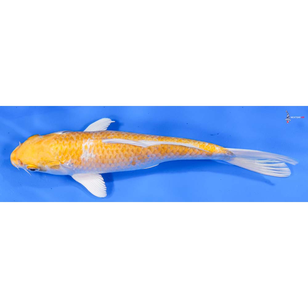 9” Imported Lemon Hariwake