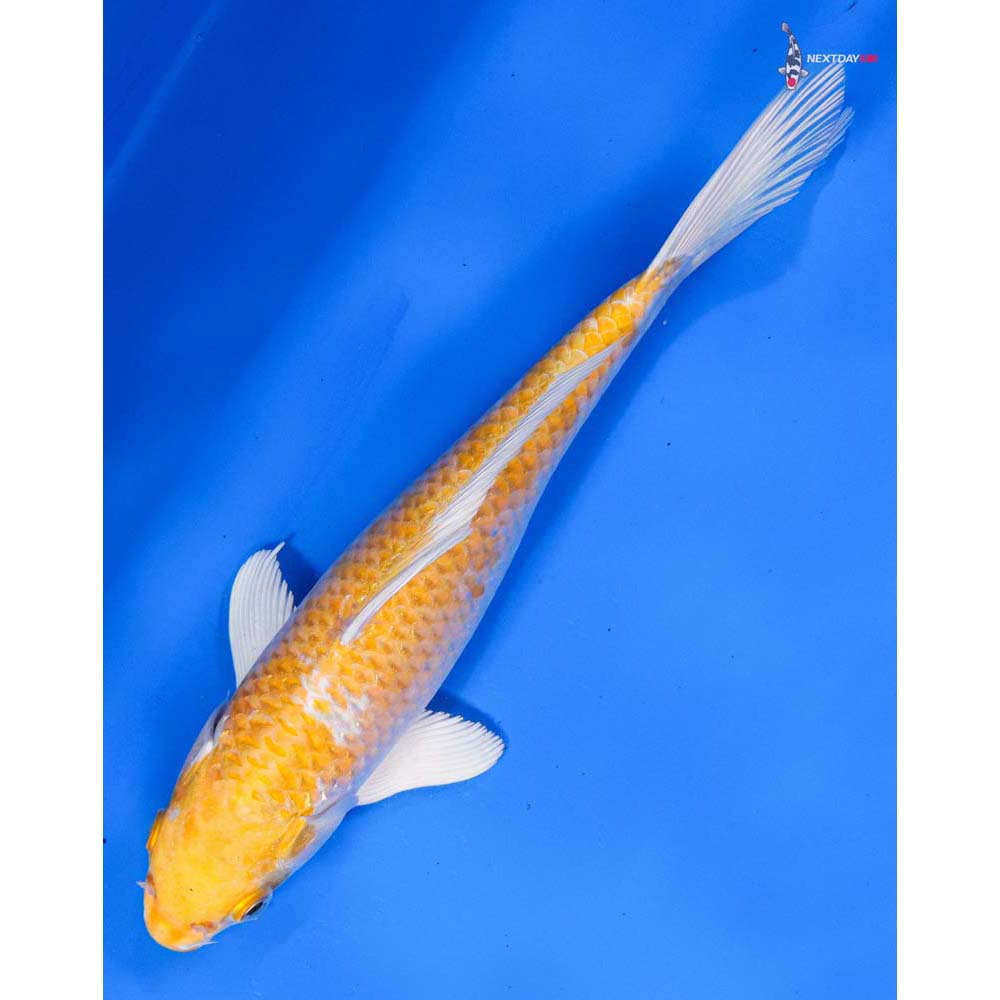 9” Imported Lemon Hariwake