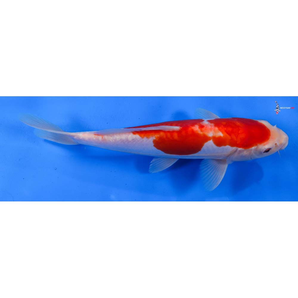 9.5” Imported Doitsu Kohaku