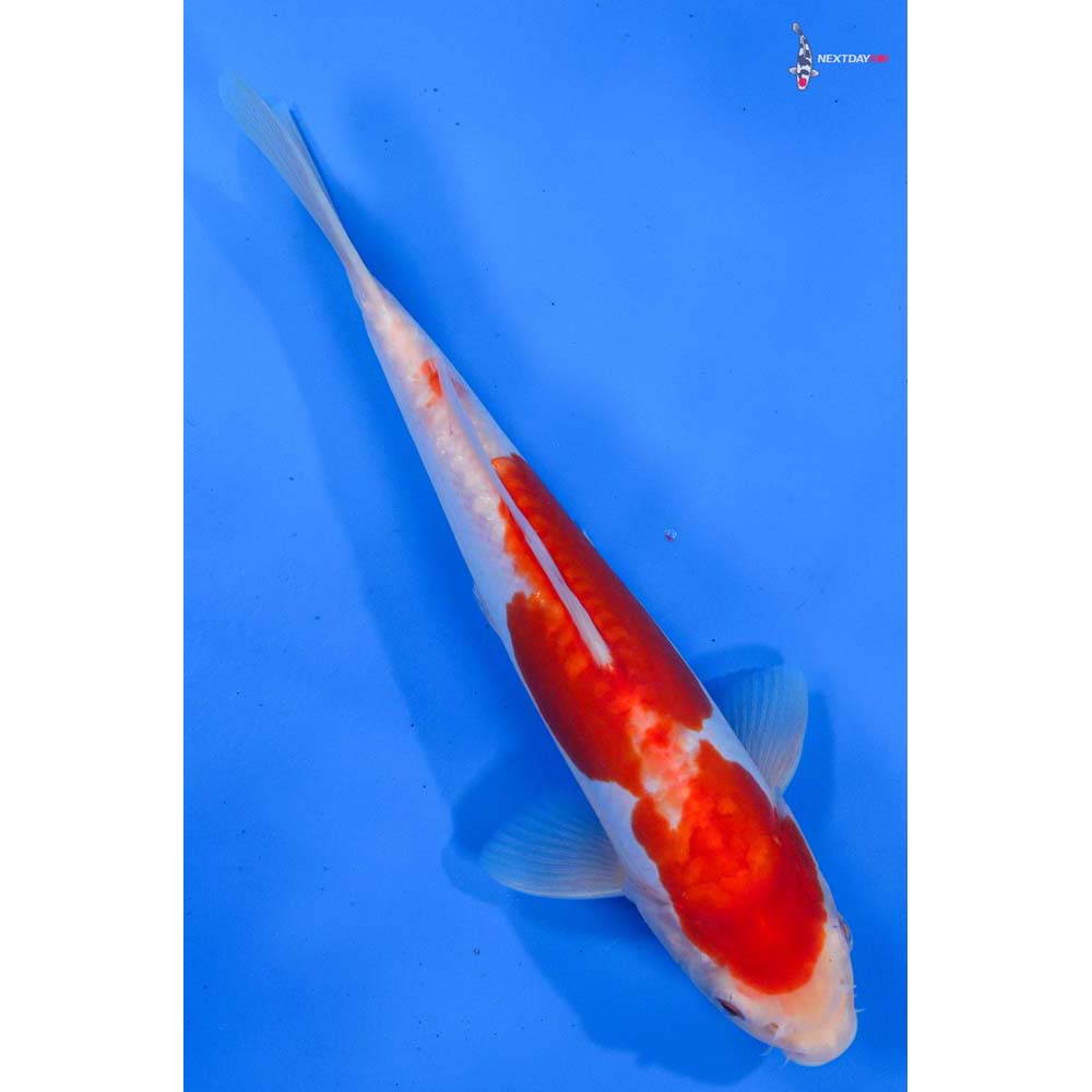 9.5” Imported Doitsu Kohaku