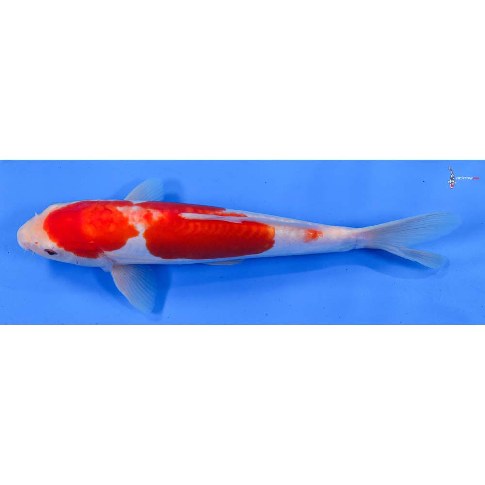 9.5” Imported Doitsu Kohaku