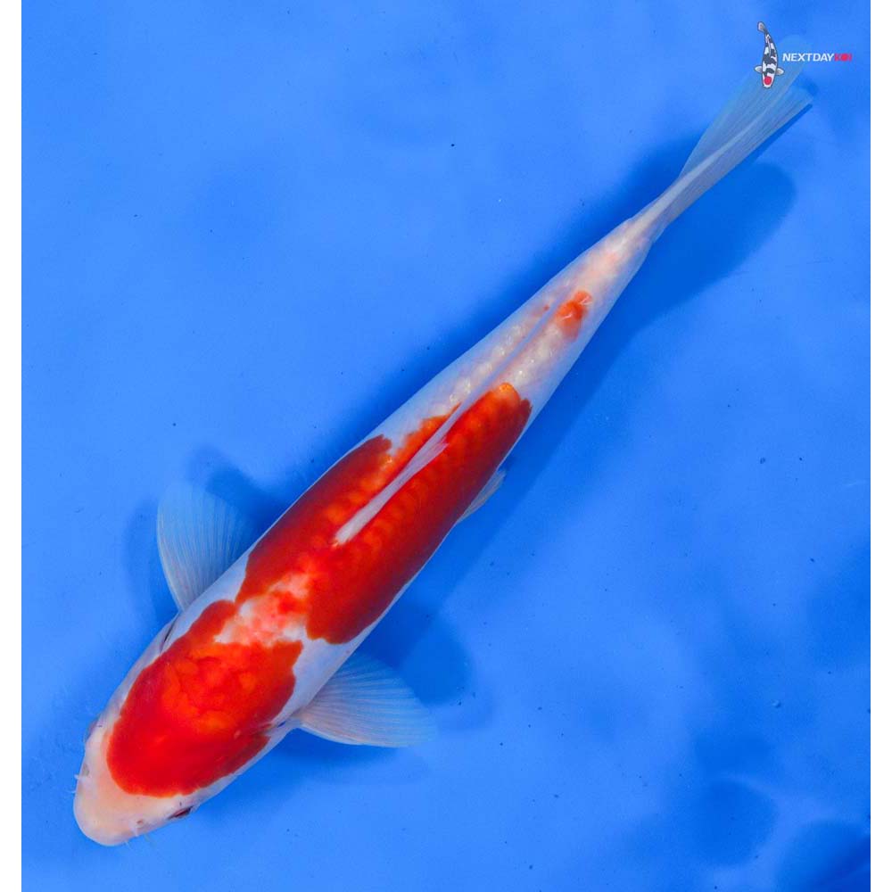 9.5” Imported Doitsu Kohaku