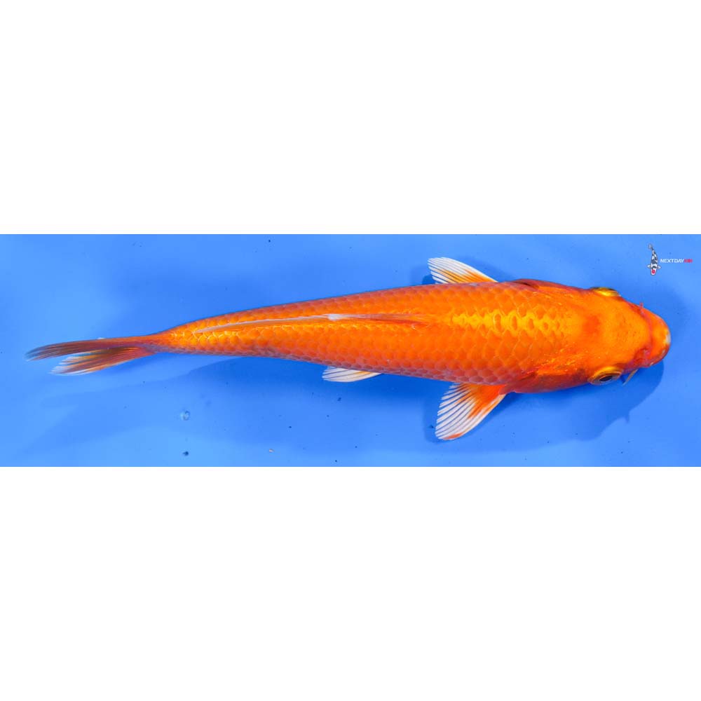8.5” Imported Orenji Ogon