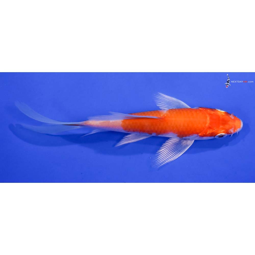 4.5” Imported Hariwake Butterfly Koi