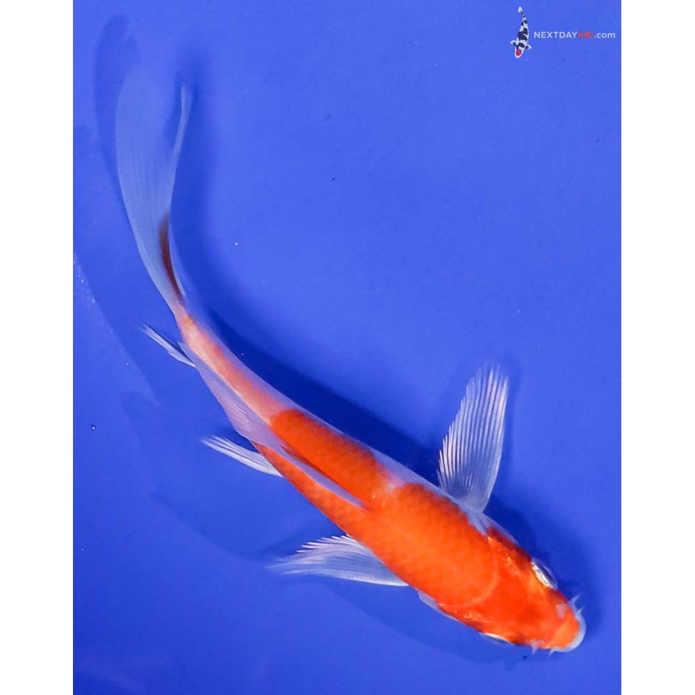 4.5” Imported Hariwake Butterfly Koi