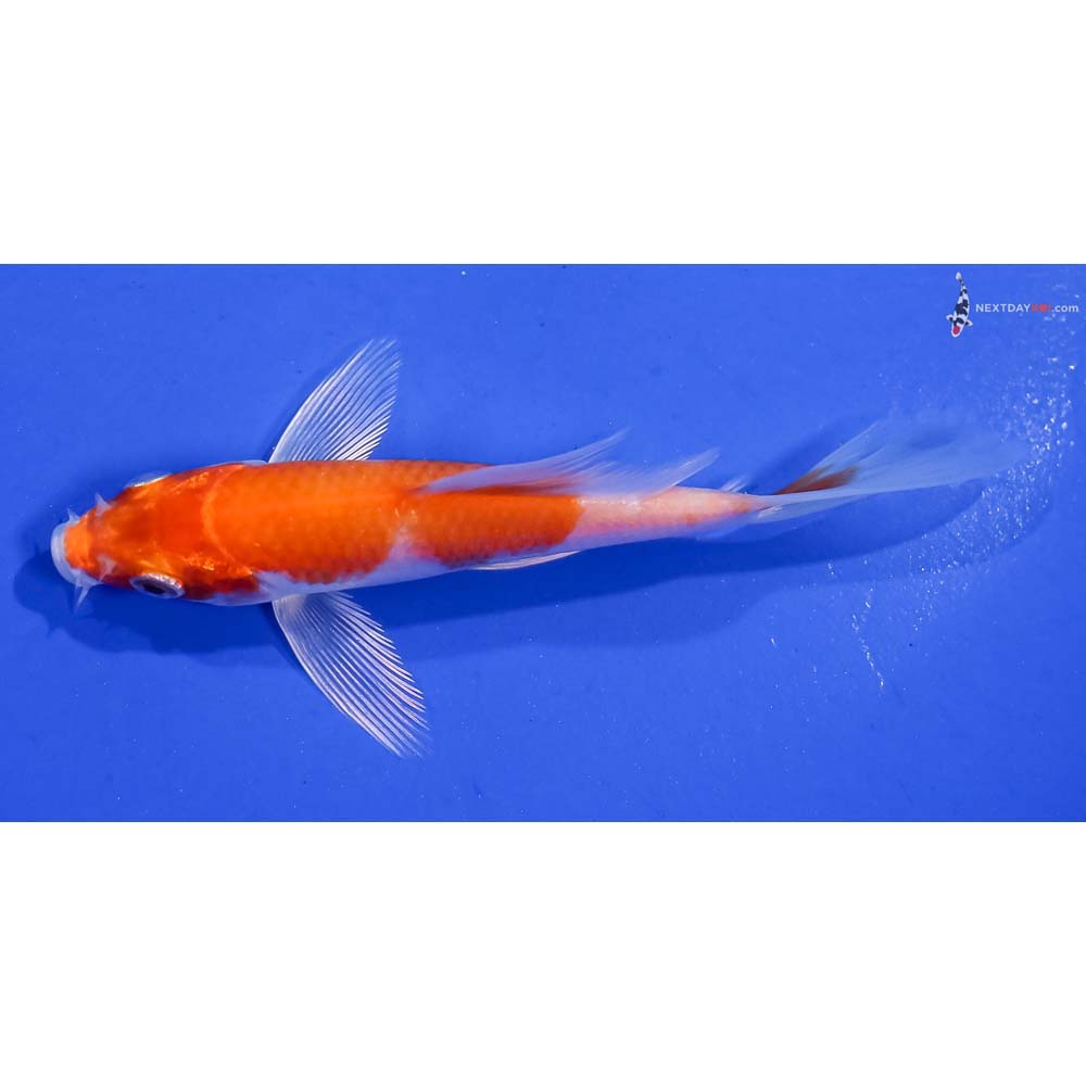 4.5” Imported Hariwake Butterfly Koi