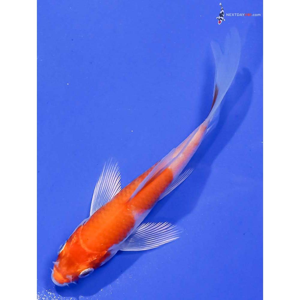4.5” Imported Hariwake Butterfly Koi