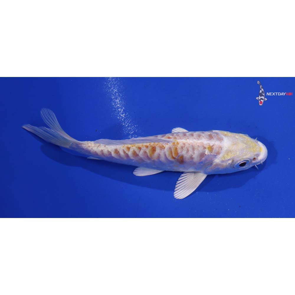 4” Imported Armor Scaled Lemon Hariwake