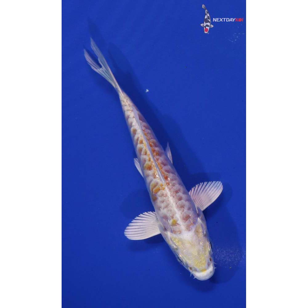 4” Imported Armor Scaled Lemon Hariwake