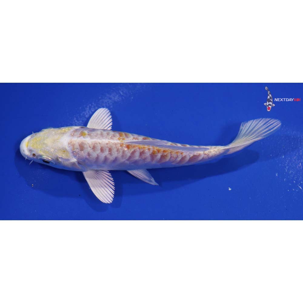 4” Imported Armor Scaled Lemon Hariwake