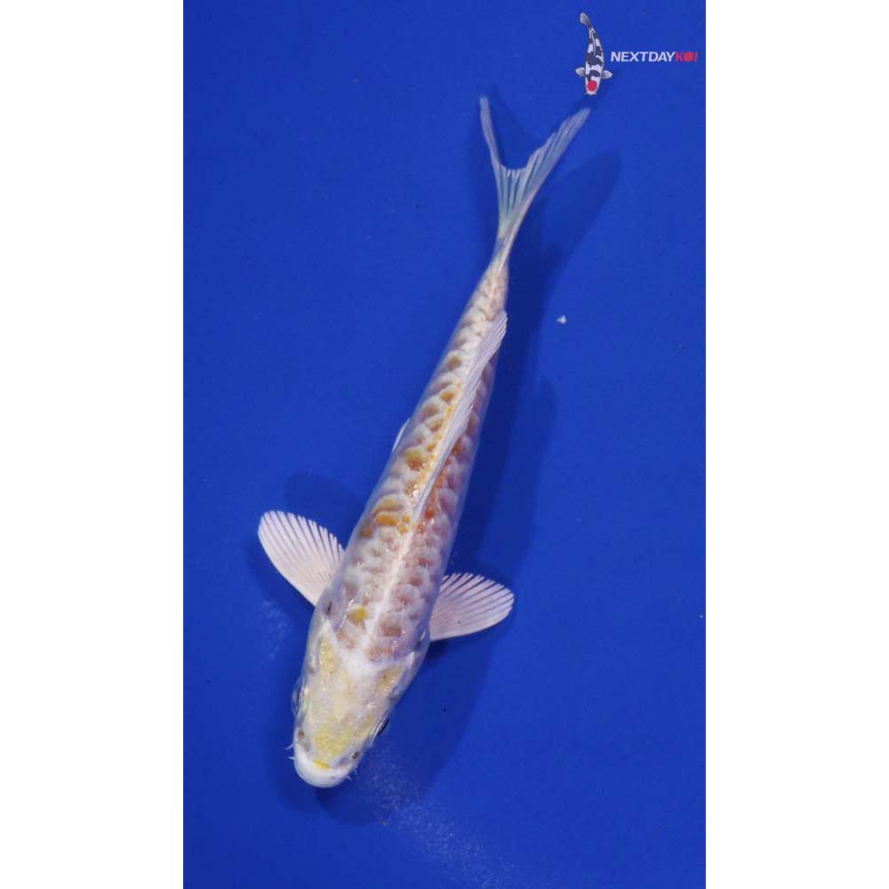 4” Imported Armor Scaled Lemon Hariwake