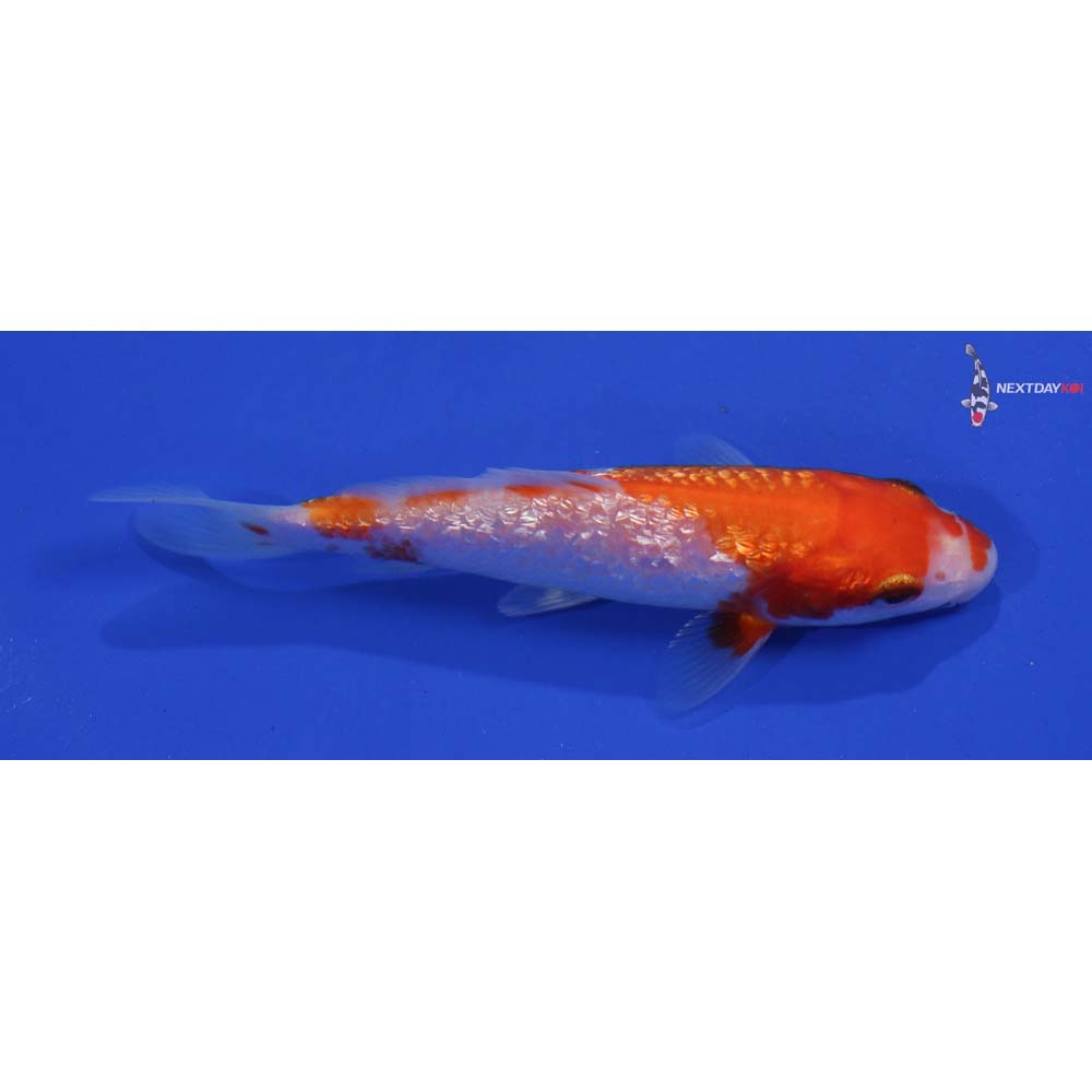 4.5” Imported Gin Rin Kohaku