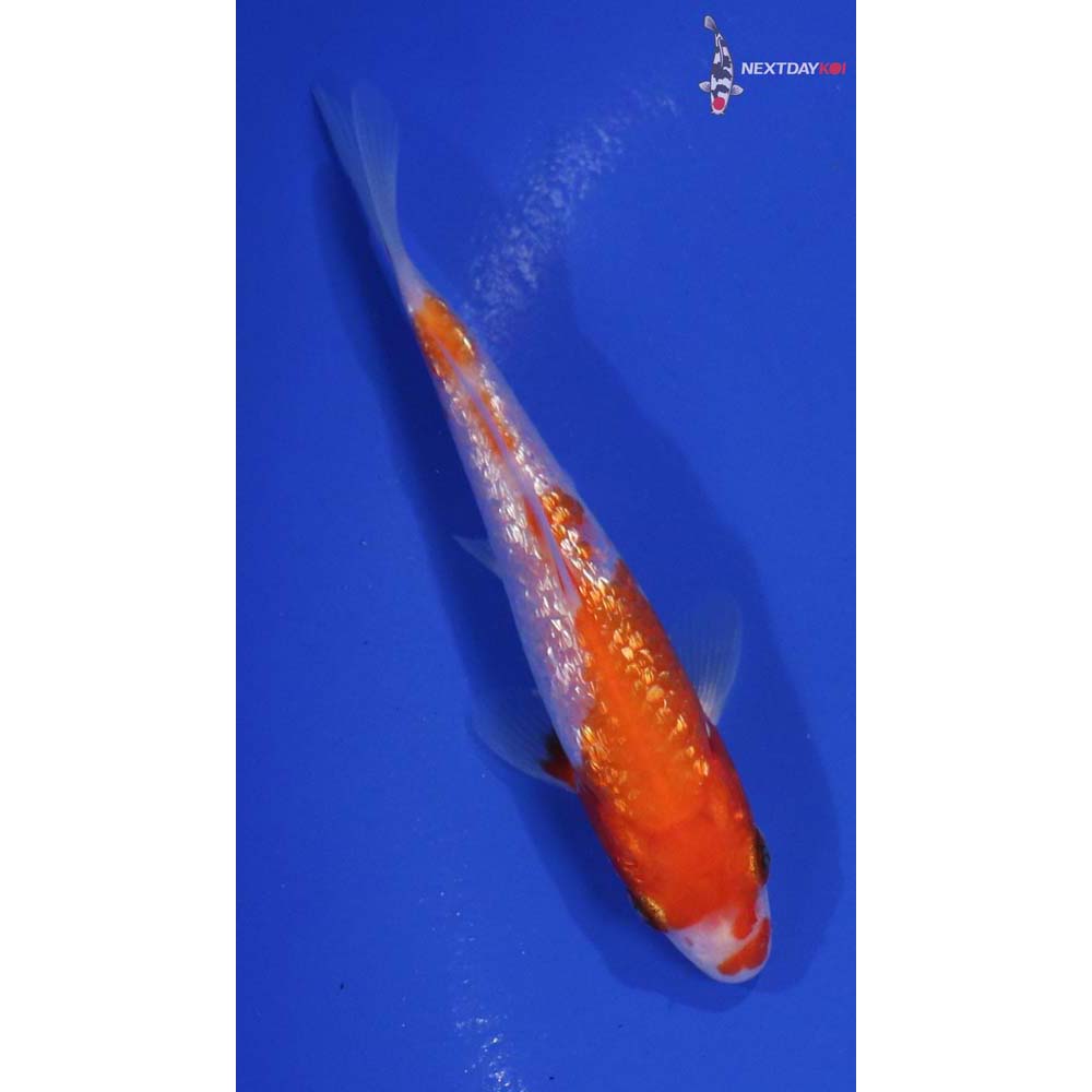 4.5” Imported Gin Rin Kohaku