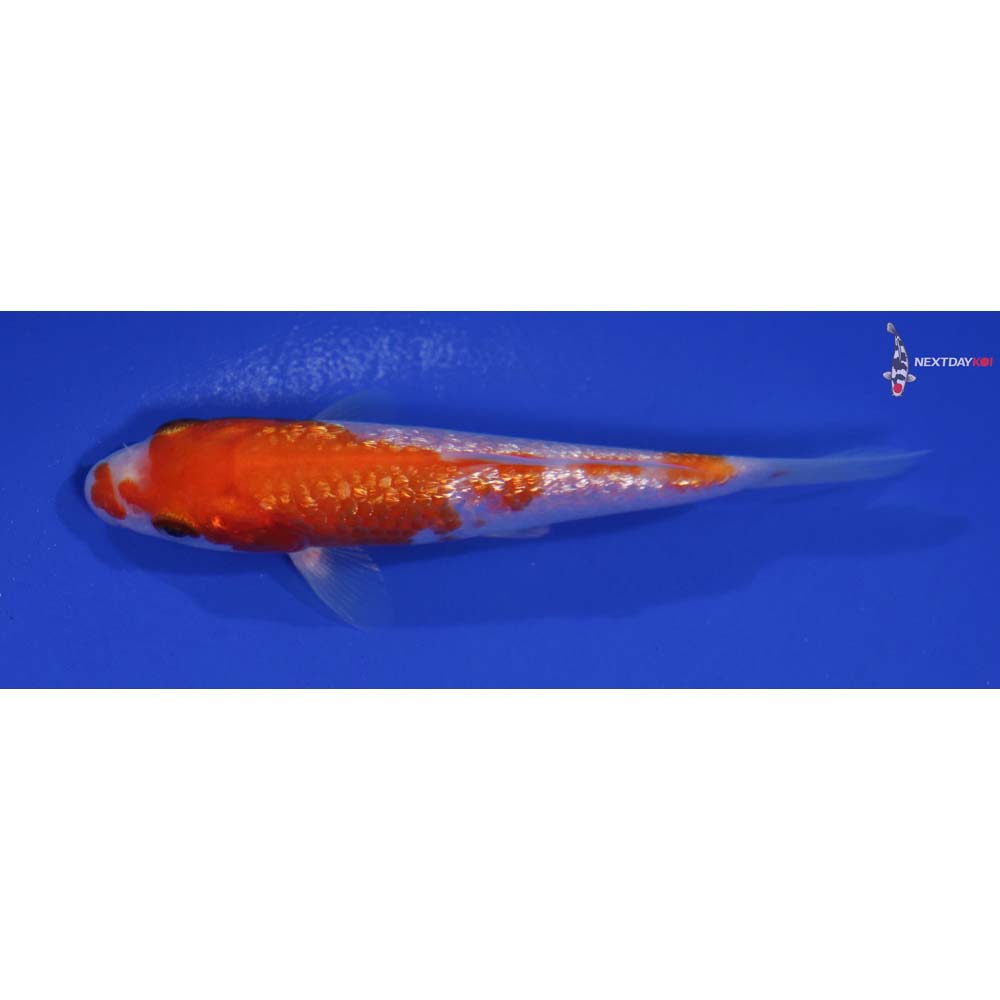 4.5” Imported Gin Rin Kohaku