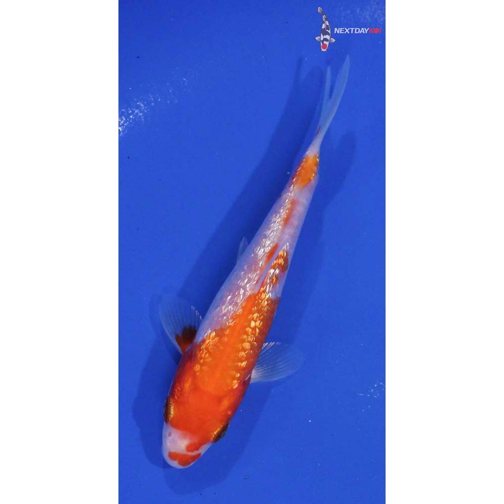 4.5” Imported Gin Rin Kohaku
