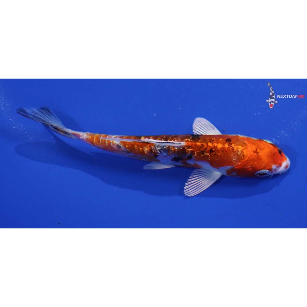 4.5” Imported Heisei Nishiki