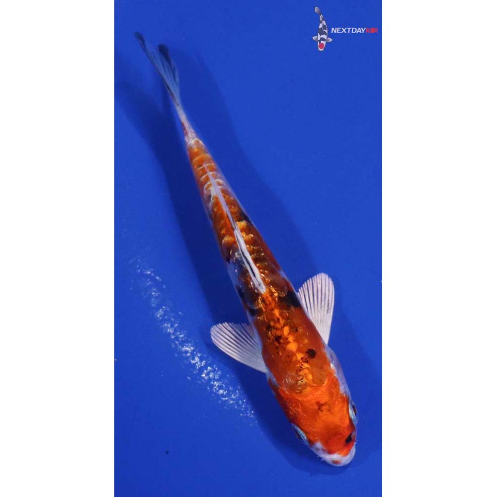 4.5” Imported Heisei Nishiki