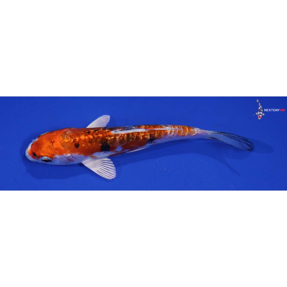 4.5” Imported Heisei Nishiki