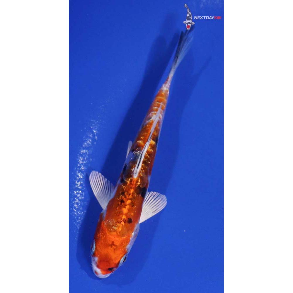 4.5” Imported Heisei Nishiki