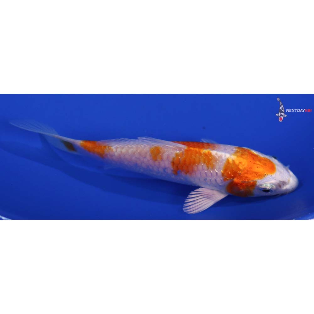 4.5” Imported Hariwake