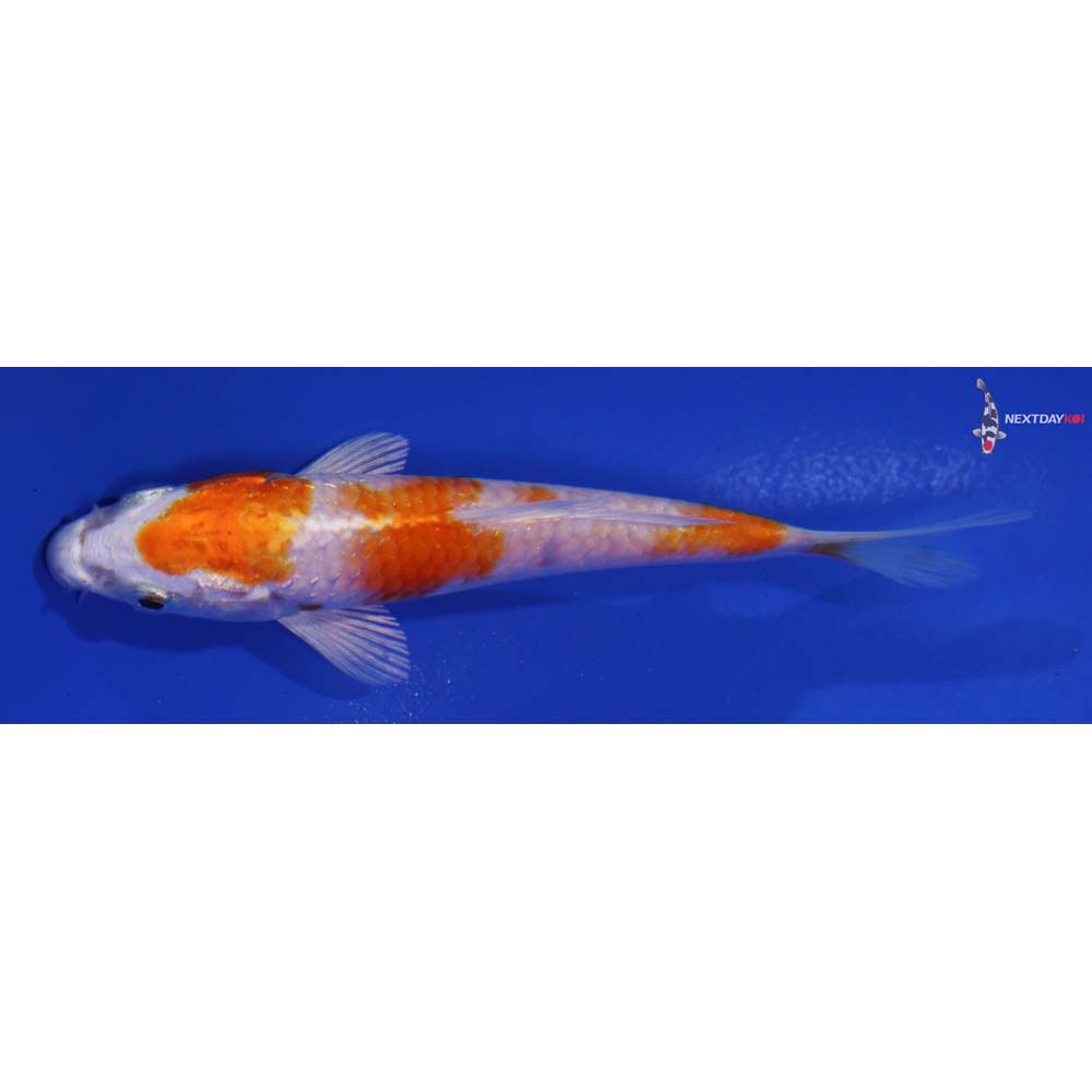 4.5” Imported Hariwake