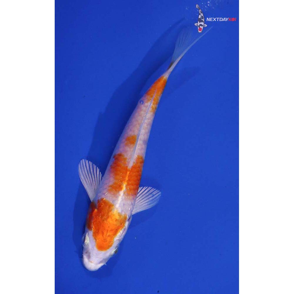 4.5” Imported Hariwake