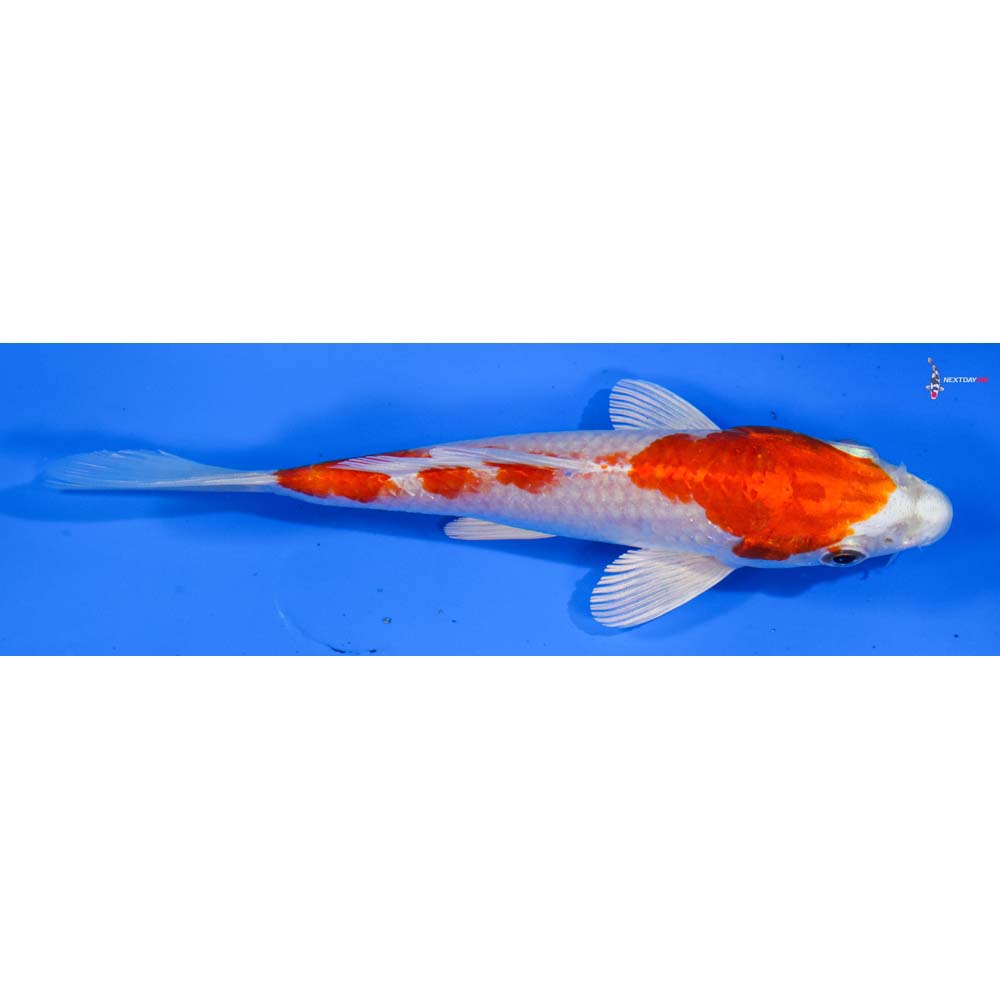 5” Imported Hariwake