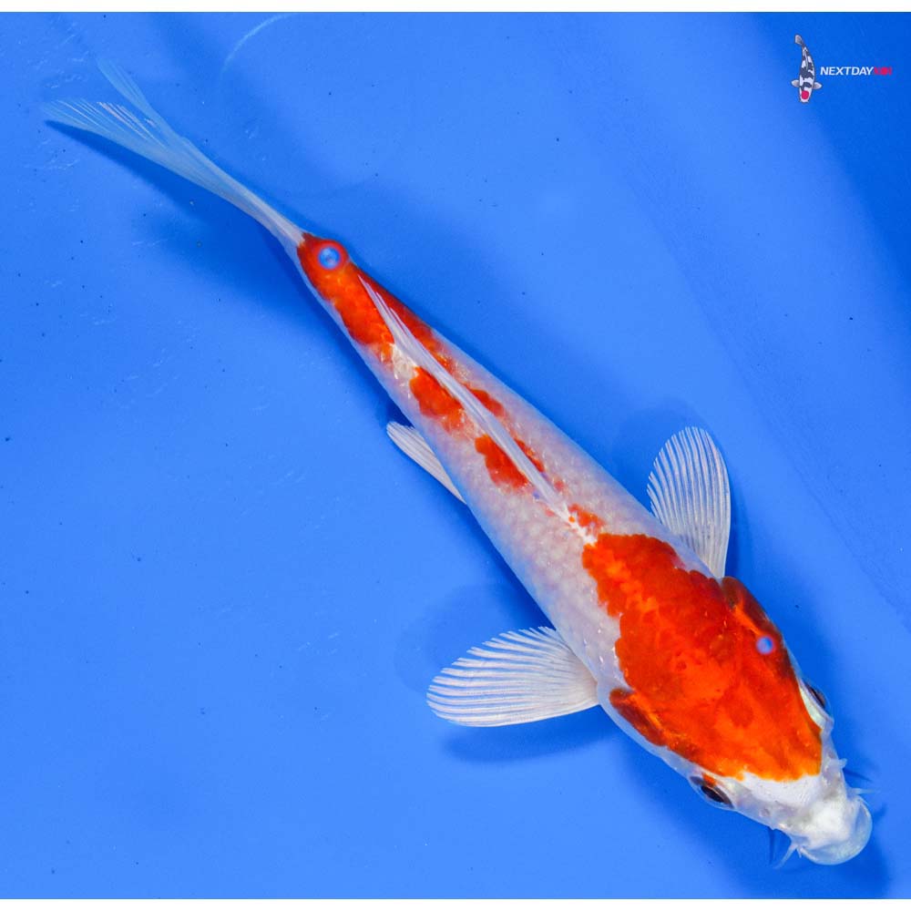 5” Imported Hariwake