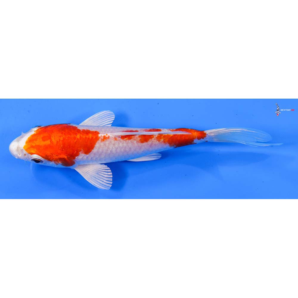 5” Imported Hariwake