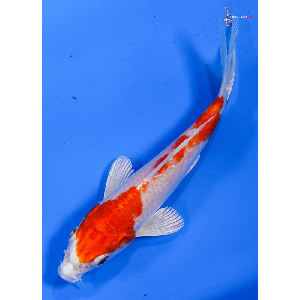 5” Imported Hariwake