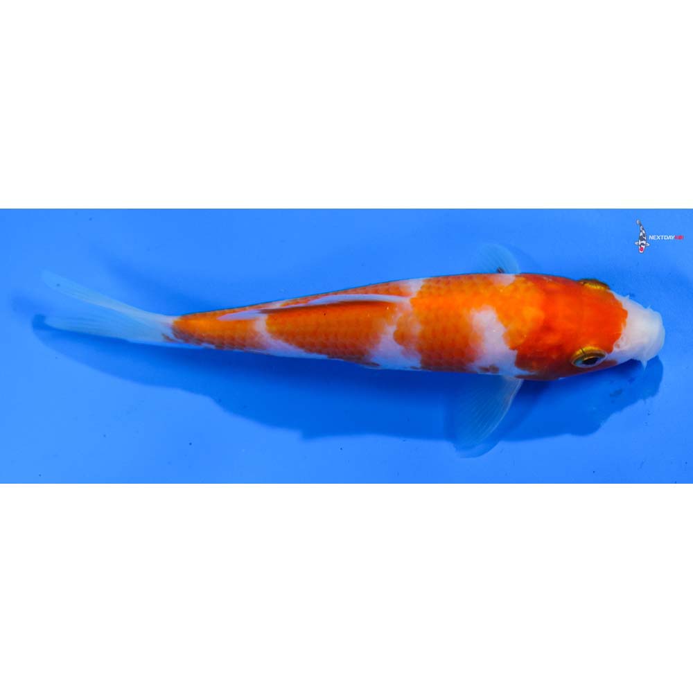 5” Imported Kohaku