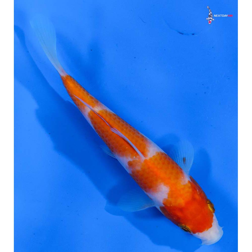 5” Imported Kohaku