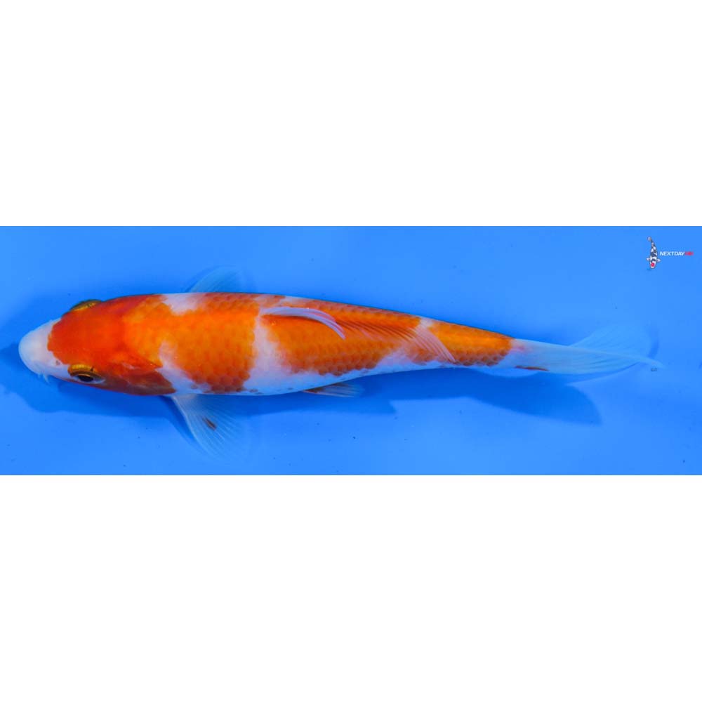 5” Imported Kohaku