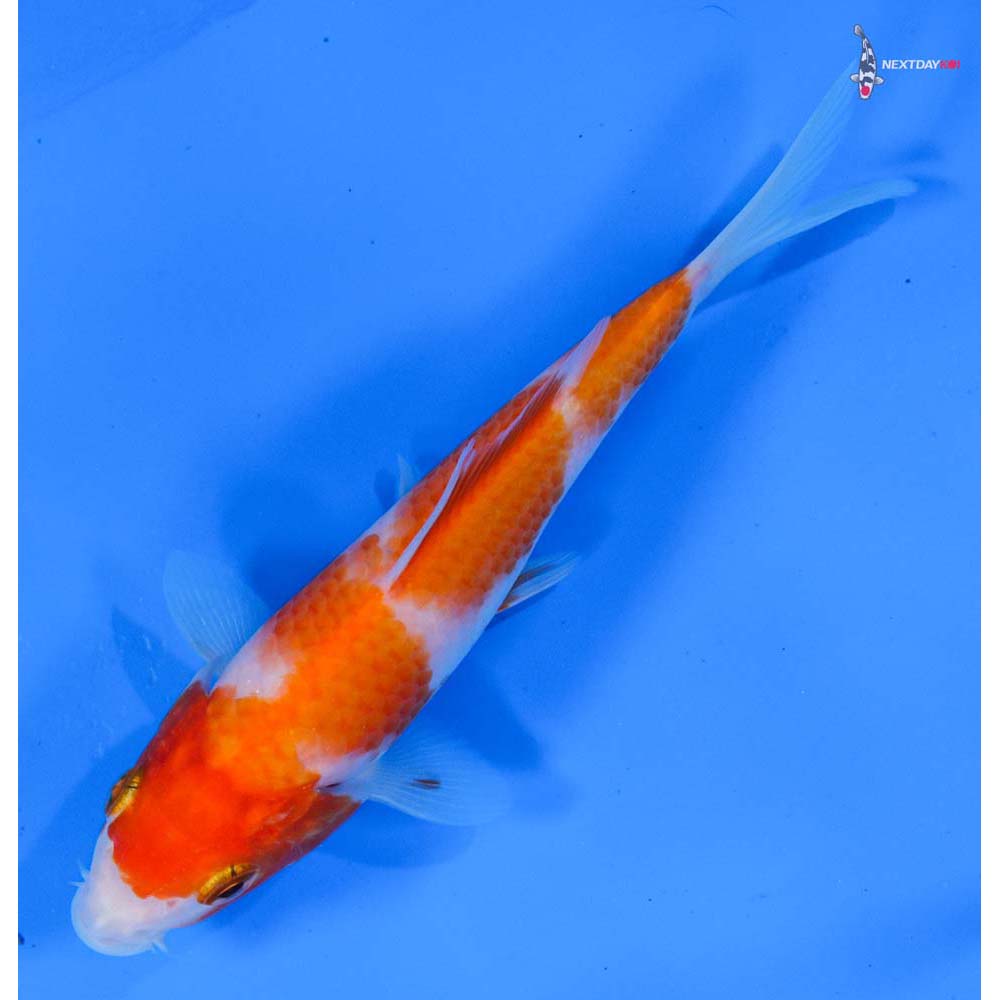 5” Imported Kohaku