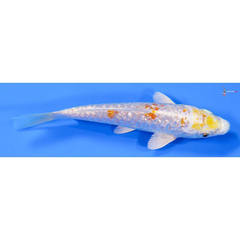 5.5” Imported Armor Scaled Gin Rin Lemon Hariwake