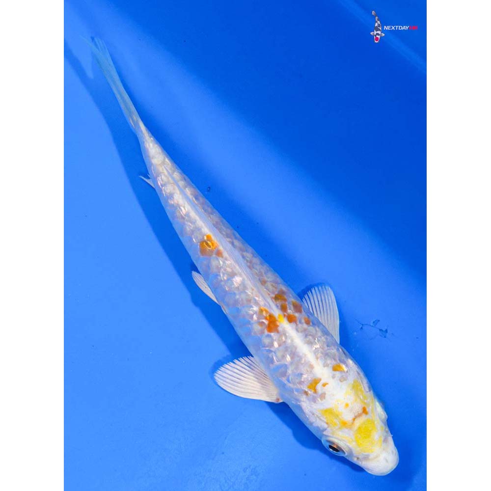 5.5” Imported Armor Scaled Gin Rin Lemon Hariwake