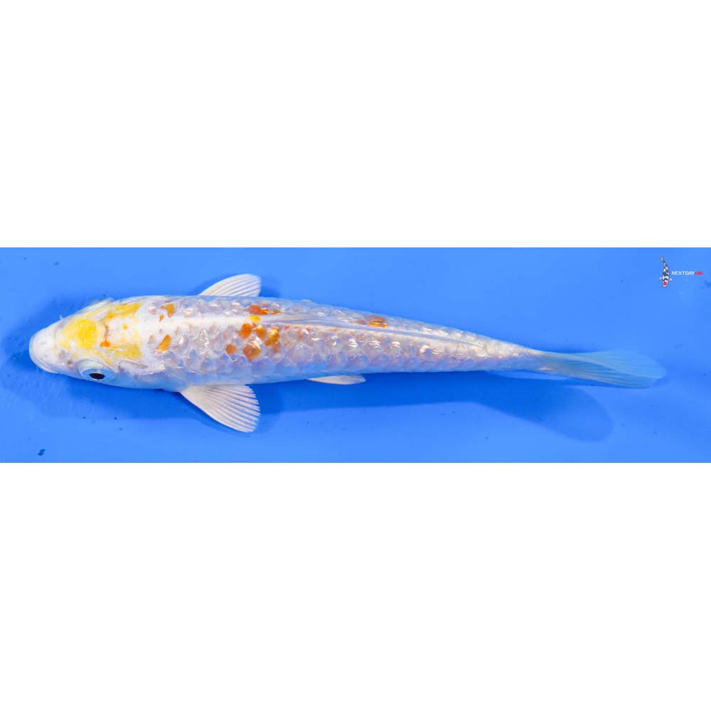5.5” Imported Armor Scaled Gin Rin Lemon Hariwake