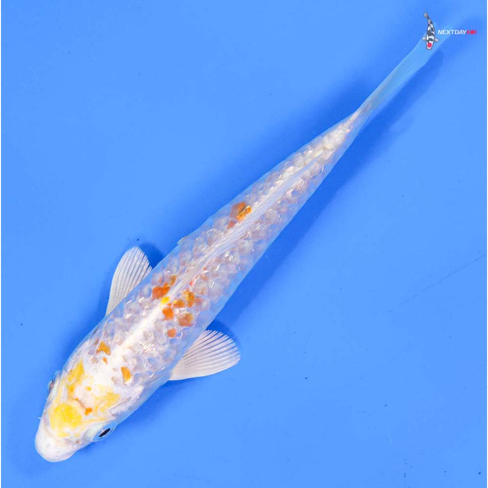 5.5” Imported Armor Scaled Gin Rin Lemon Hariwake